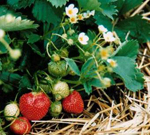 Fresas de Aranjuez